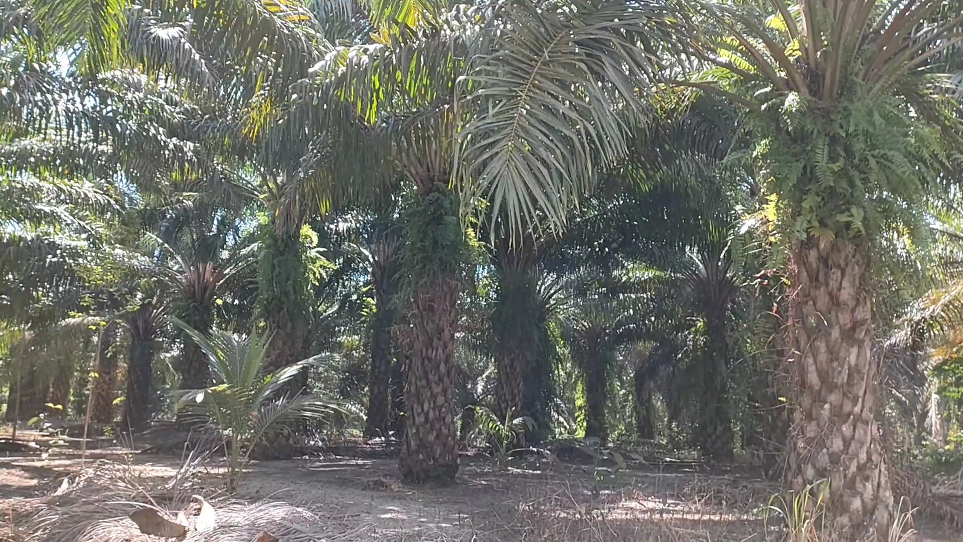 IMG_20250325_15094579