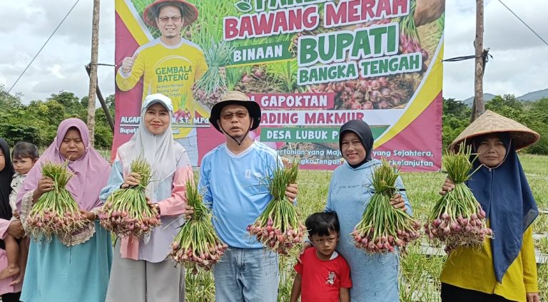 Bupati Algafry Panen Raya Bawang Merah Bersama Petani Desa Lubuk Pabrik